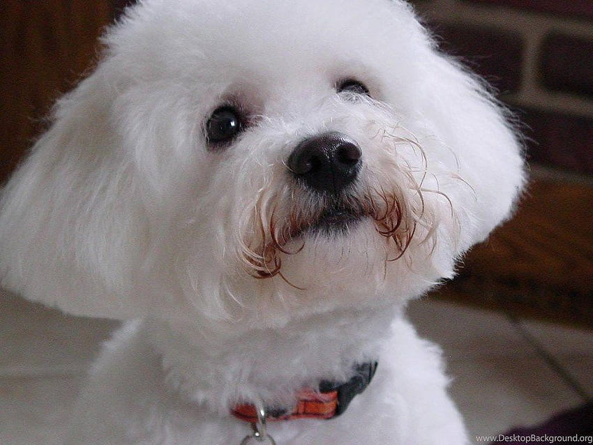 Dog Breed Bichon Frise Looking At Owner And HD wallpaper