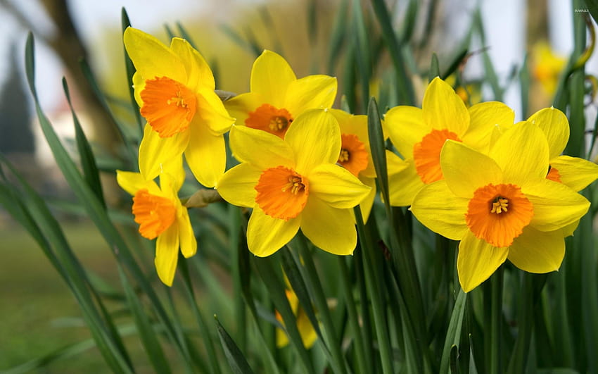 Daffodils, pretty daffodil HD wallpaper