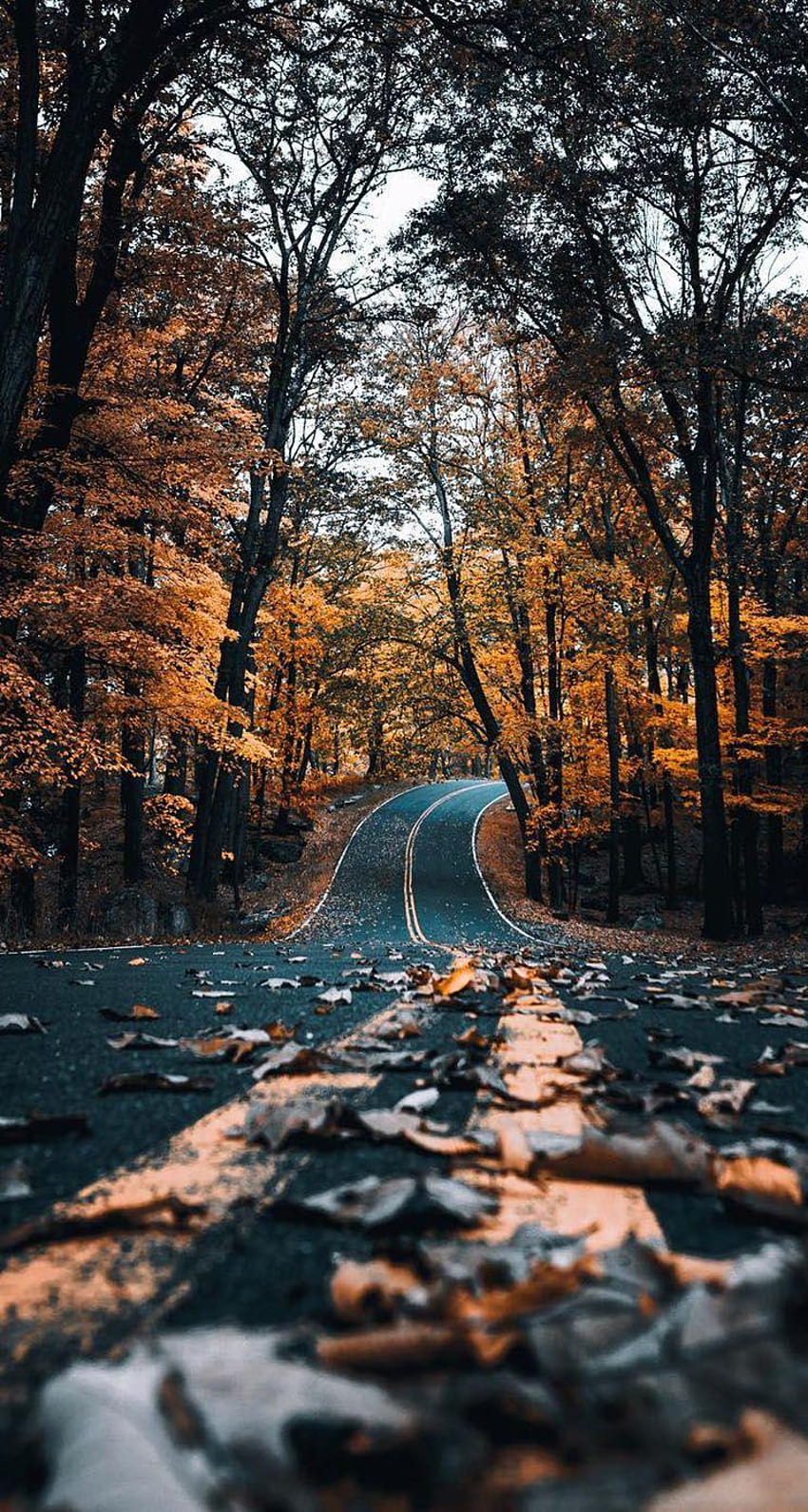 Autumn Road With Leaves IPhone, strada forestale autunnale Sfondo del telefono HD