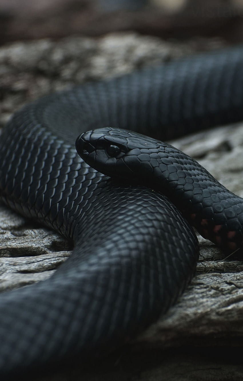 Serpent noir, mamba noir et cobra royal Fond d'écran de téléphone HD
