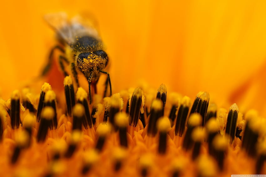 Honey Bee Collecting Pollen Ultra Backgrounds for U TV : & UltraWide & Laptop : Tablet : Smartphone HD wallpaper
