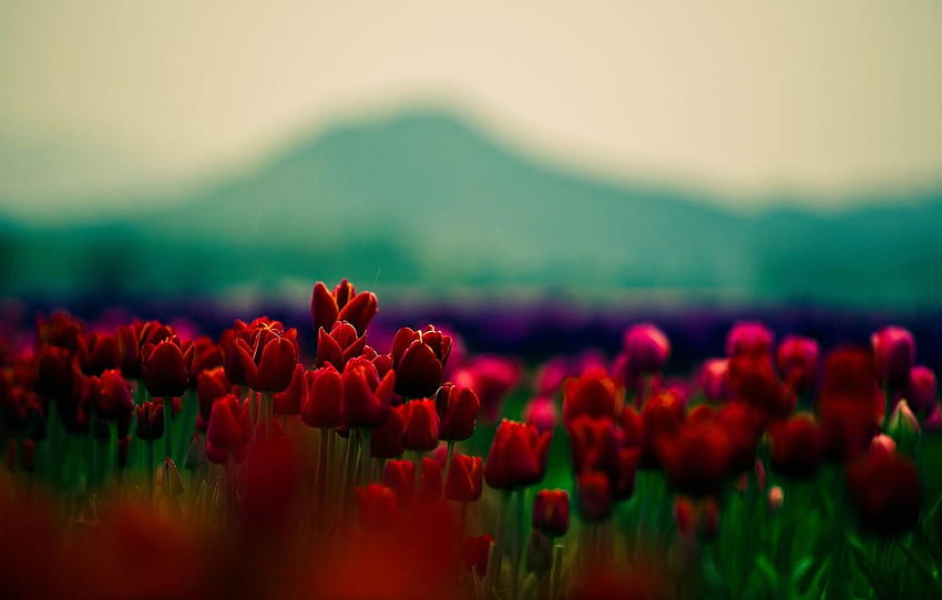 beauty, focus, petals, tulips, red, flowers, , red beauty HD wallpaper
