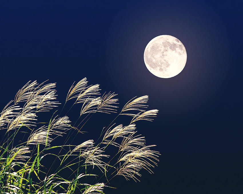 Horoscope May 29th 2019, full moon may 2019 HD wallpaper