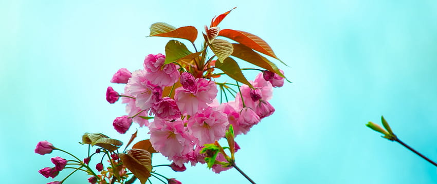 Spring pink flowers Ultra Wide TV HD wallpaper