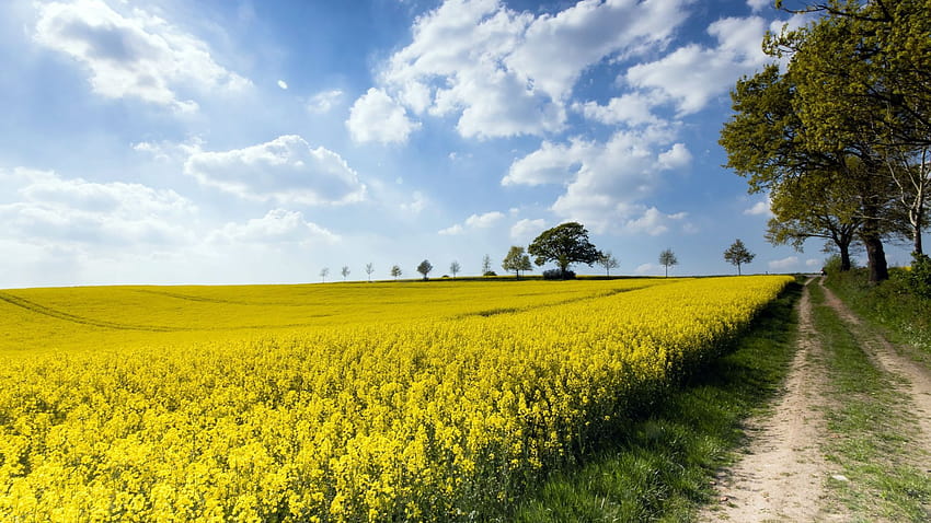 rapeseed farm, yellow flowers, summer, , background, a97b8d, summer agriculture HD wallpaper