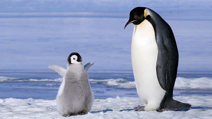 Emperor Penguin and Chick Penguin [1920x1080] for your , Mobile & Tablet HD wallpaper