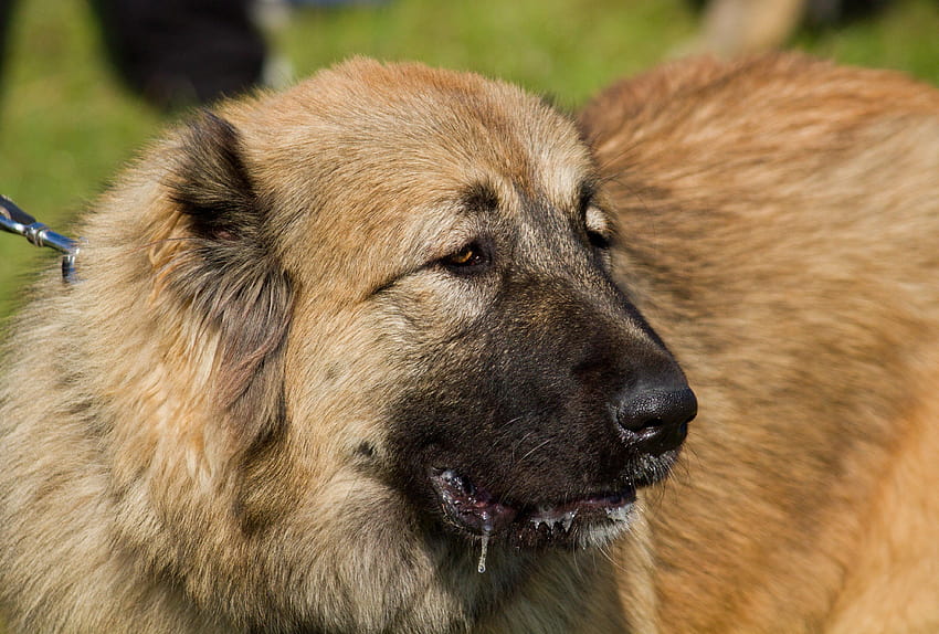 Caucasian Shepherd Dog Breed Information & – Dogtime HD wallpaper