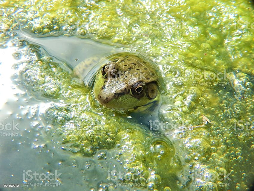 Zielona żaba w algach, letnia żaba Tapeta HD