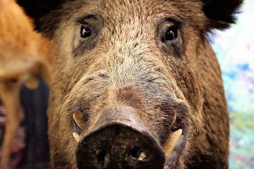 brown and black wild boar, wild pigs HD wallpaper