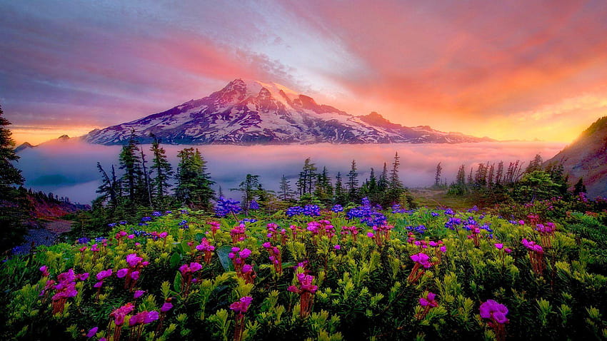 ภูมิทัศน์ฤดูใบไม้ผลิพระอาทิตย์ขึ้นของภูเขาดอกไม้ทุ่งหญ้าภูเขาหิมะอุทยานแห่งชาติที่ฝนตกชุก วอลล์เปเปอร์ HD