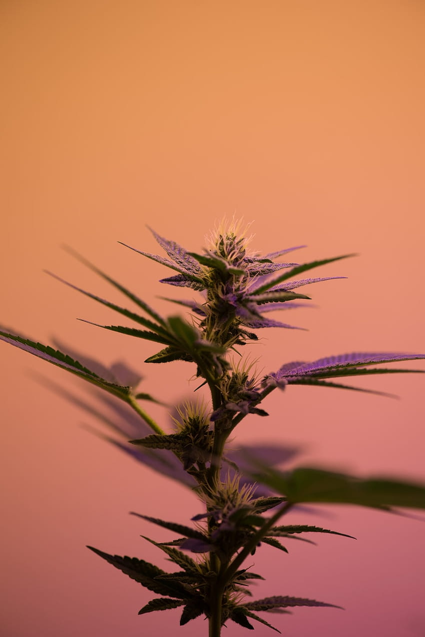 grafia a fuoco selettivo della pianta di cannabis sativa – Cannabis, marijuana estetica Sfondo del telefono HD