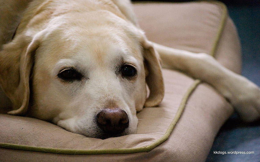 Yellow Labrador Retriever HD wallpaper