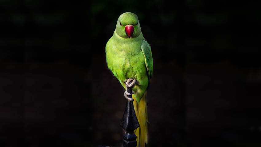 3840x2160 parrot, green, bird, sit, portrait, u 16:9, , 3840x2160 , background, 8309 HD wallpaper