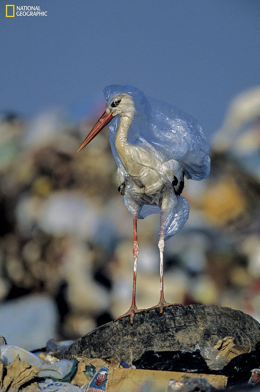 Plastic pollution: of a global problem HD phone wallpaper