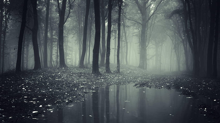 Creepy Dark Forest, dead forest HD wallpaper