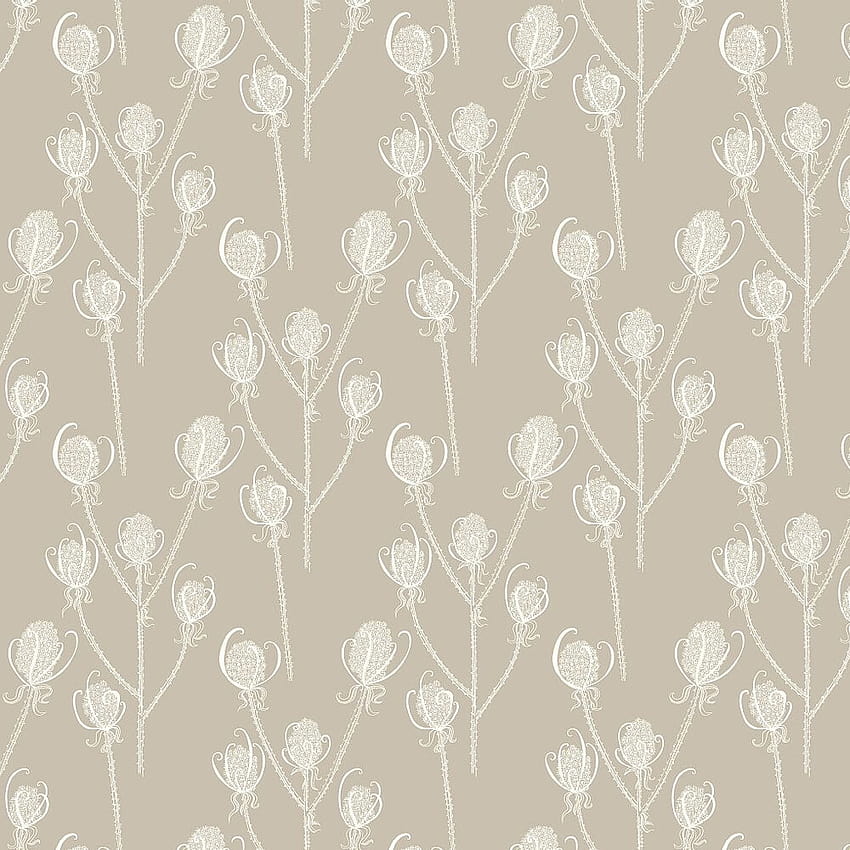 Teasels, cream spring HD phone wallpaper