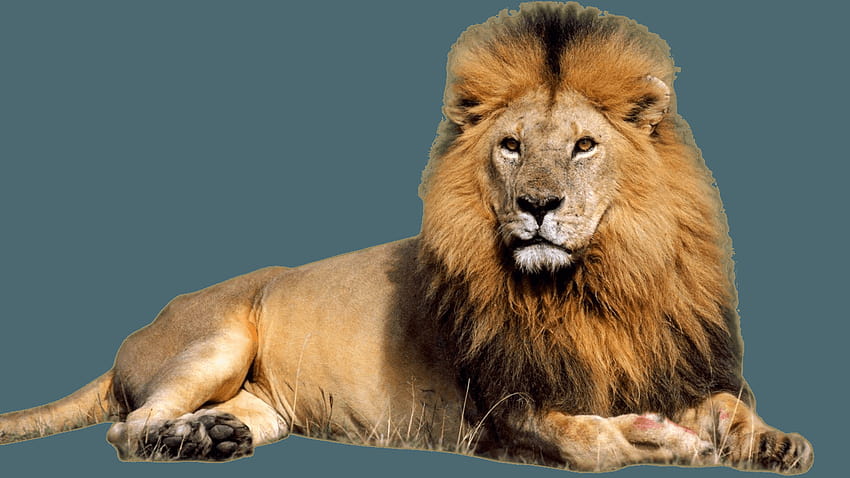 Lion PNG , , lions, lion background HD wallpaper