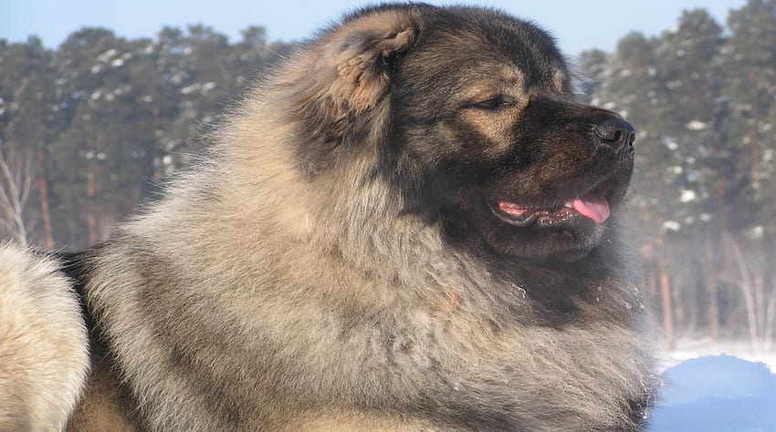 Riesige Hunde, die einst für die Jagd auf Bären verwendet wurden, sind die massivsten Welpen Wir, kaukasischer Schäferhund HD-Hintergrundbild