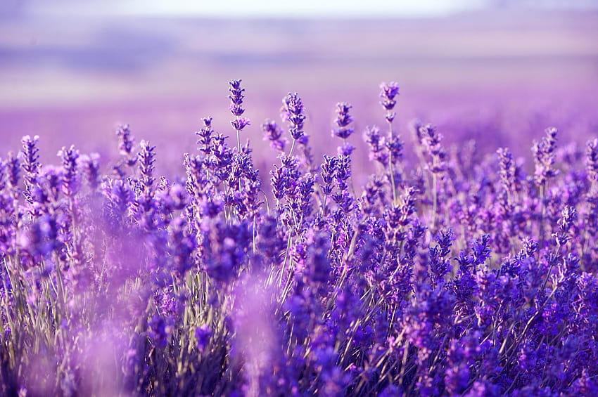 english lavender HD wallpaper