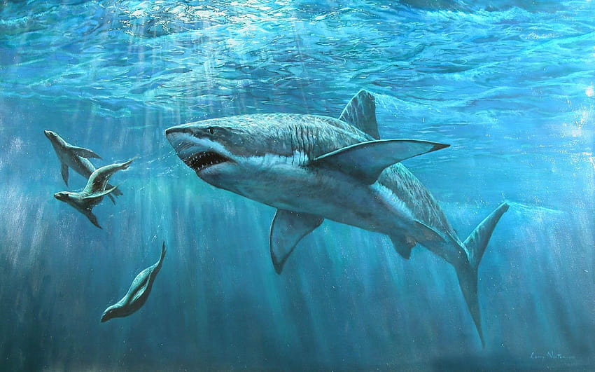 Büyük beyaz köpek balığı HD duvar kağıdı