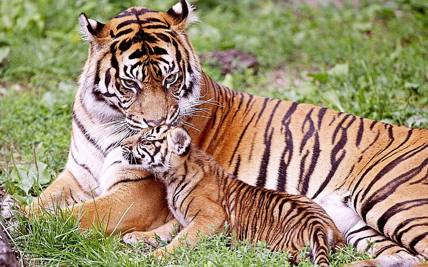 Tiger Seating with Baby Cub Wild Animal, cute baby wild animals HD wallpaper