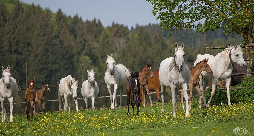 Horse horses herd paddock summer, summer horse HD wallpaper