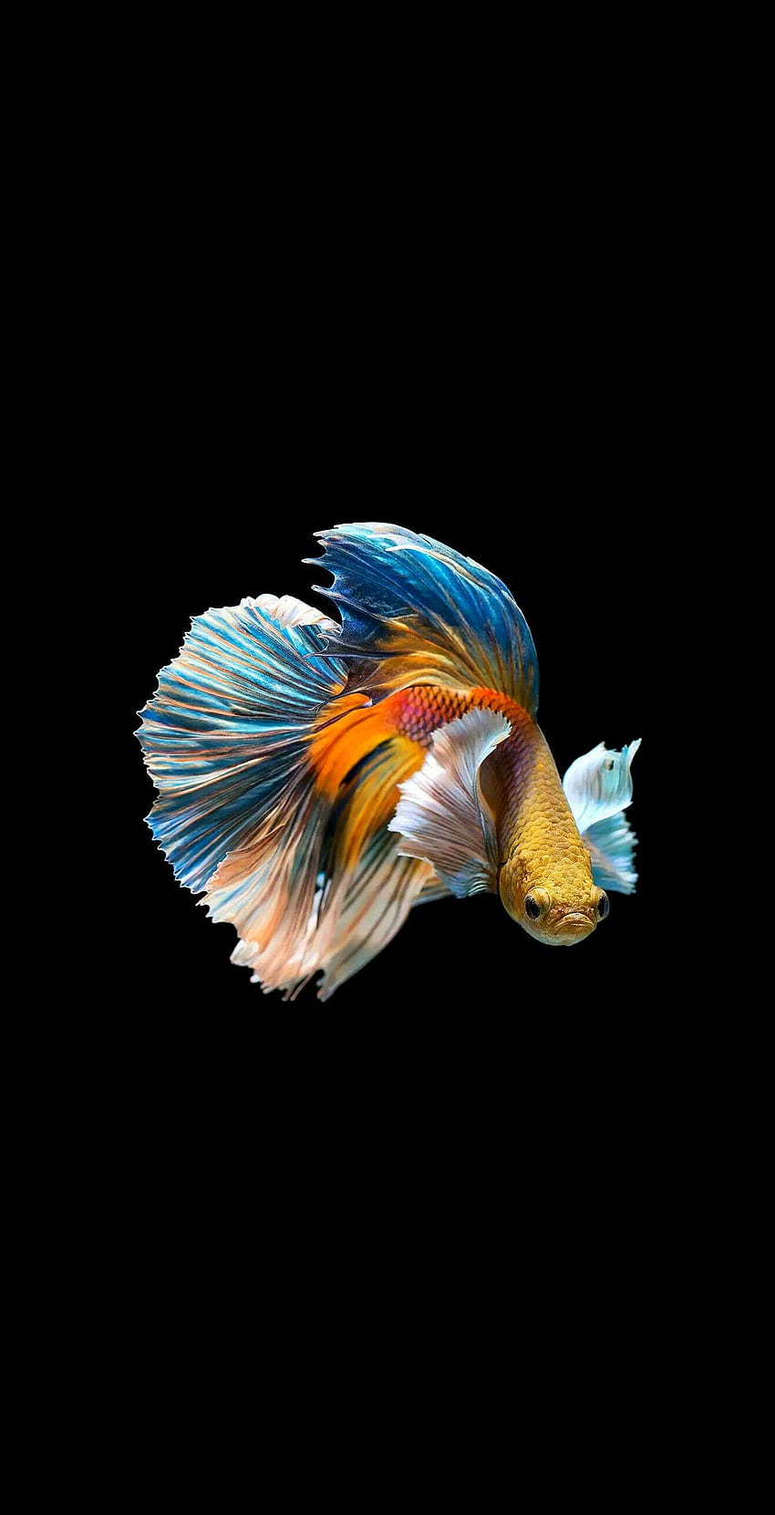 Pez Betta [1328×2595]: s Amoled, peces Amoled fondo de pantalla del teléfono