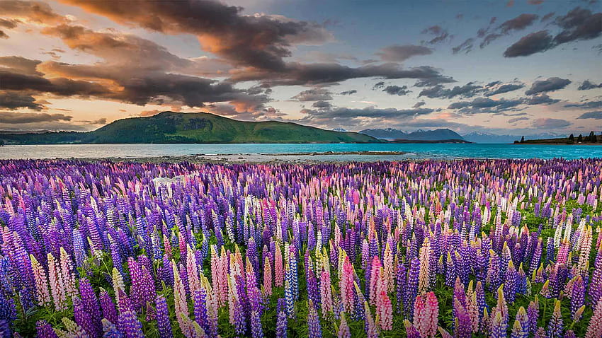 Lupins on the shores of Lake Tekapo in New Zealand. [1920x1080] : r/, lake tekapo new zealand HD wallpaper