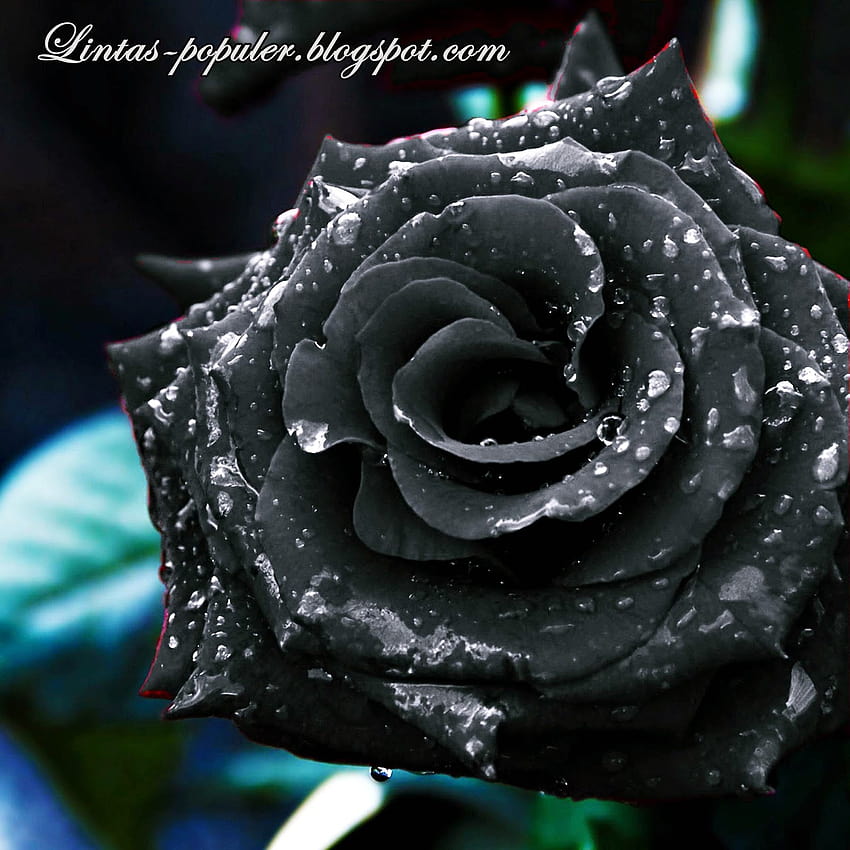 mawar hitam,rose,garden roses,flower,petal,water HD phone wallpaper