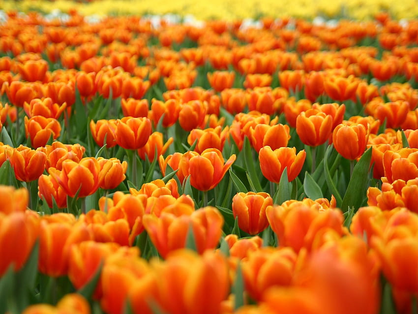 tandan tulip oranye Wallpaper HD