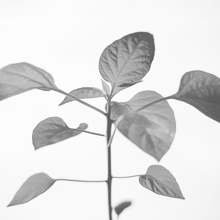 Flower Leaf Simple Minimal Nature Bw iPad Pro, planta estética ipad Papel de parede de celular HD