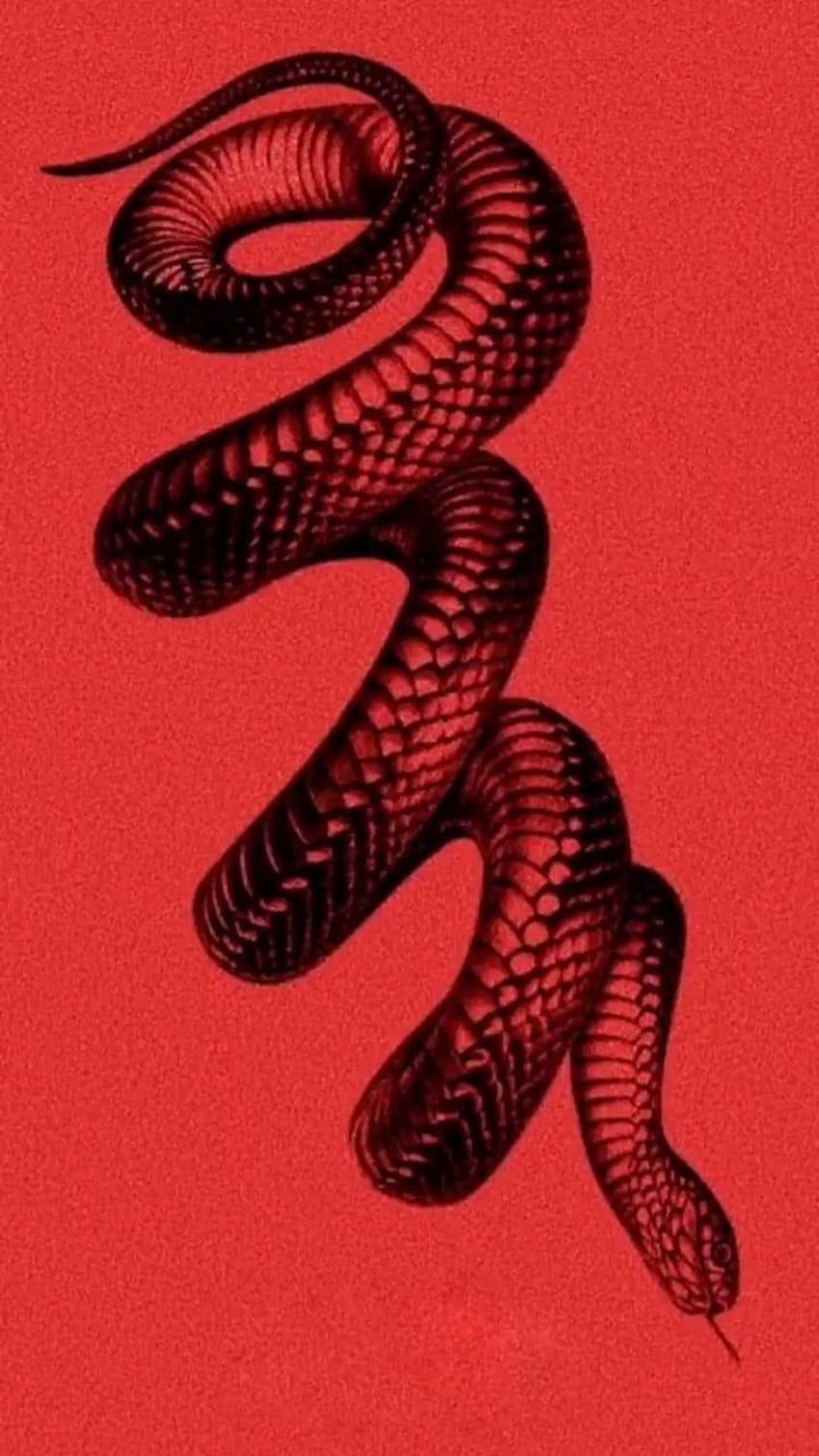 개, 붉은 뱀의 붉은 뱀 미학 HD 전화 배경 화면