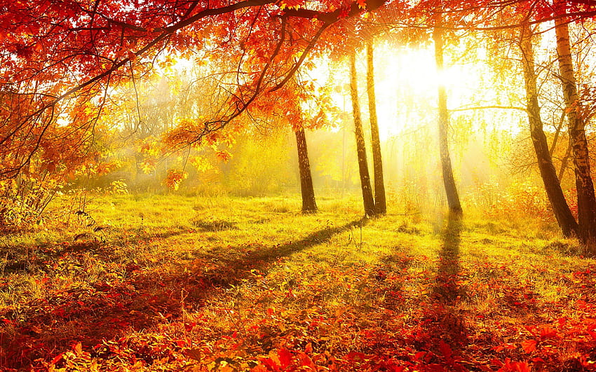 Autumn Forest Backgrounds, twitter nature HD wallpaper