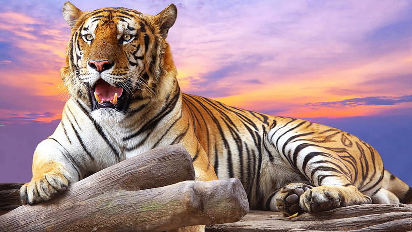 najlepszy tygrys 3D dla Tapeta HD