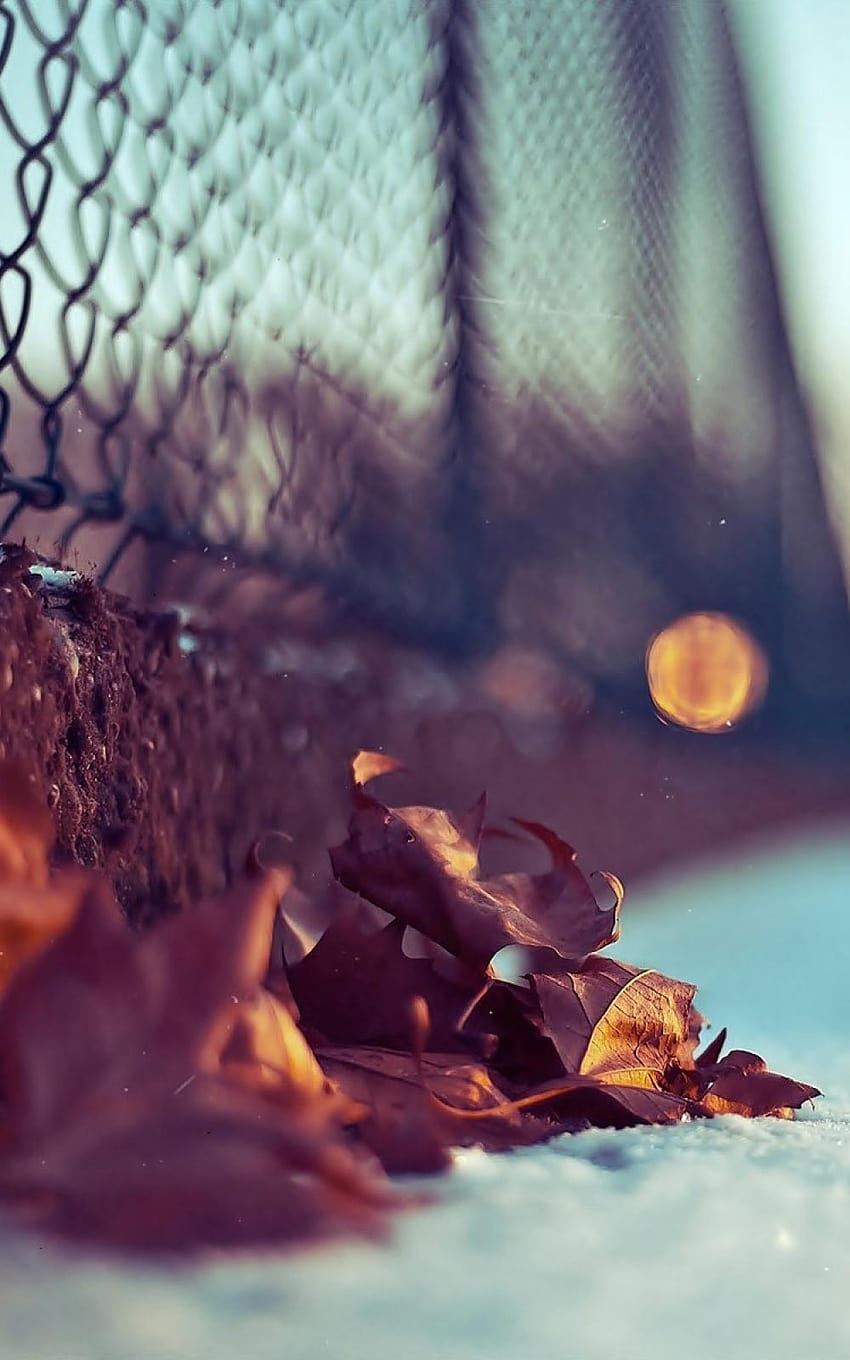Chain Link Fence Autumn Leaves Android, android brown leaves HD phone wallpaper
