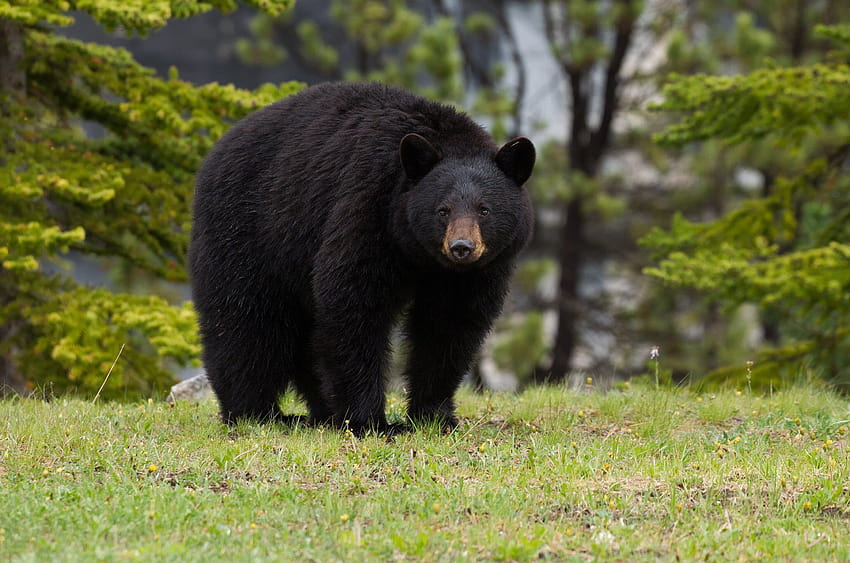 Top 75 Black Bear, black bears HD wallpaper