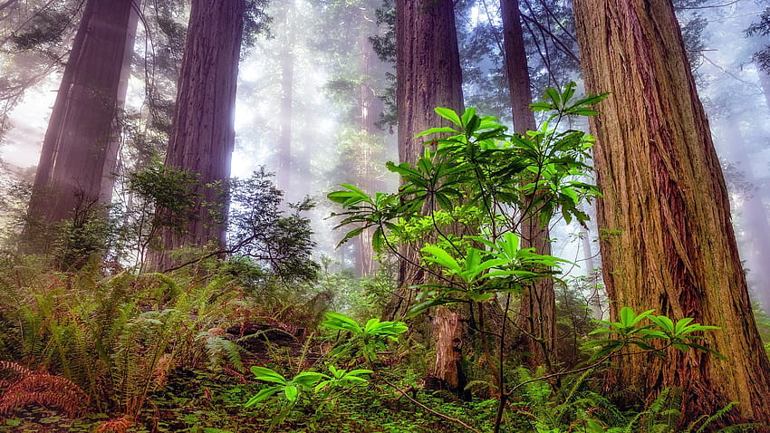 14 Redwood Trees HD wallpaper