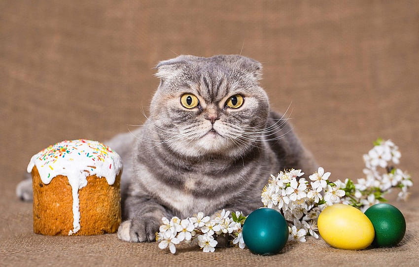 cat, cat, look, flowers, sprig, grey, background, holiday, eggs, spring, Easter, evil, grey, unhappy, cake, Scottish , section кошки, easter eggs cat HD wallpaper