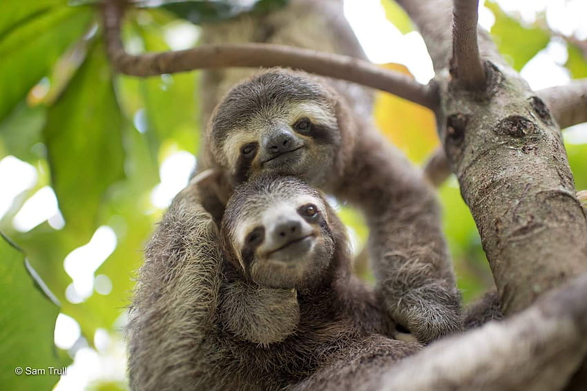 Tree buddies, cuddling sloth HD wallpaper