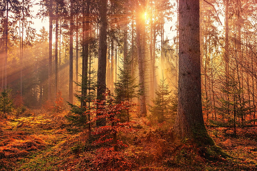 Autumn : [50 HQ], forest way HD wallpaper