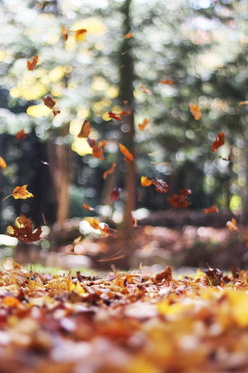 selective focus graphy of orange and brown falling, android brown leaves HD phone wallpaper