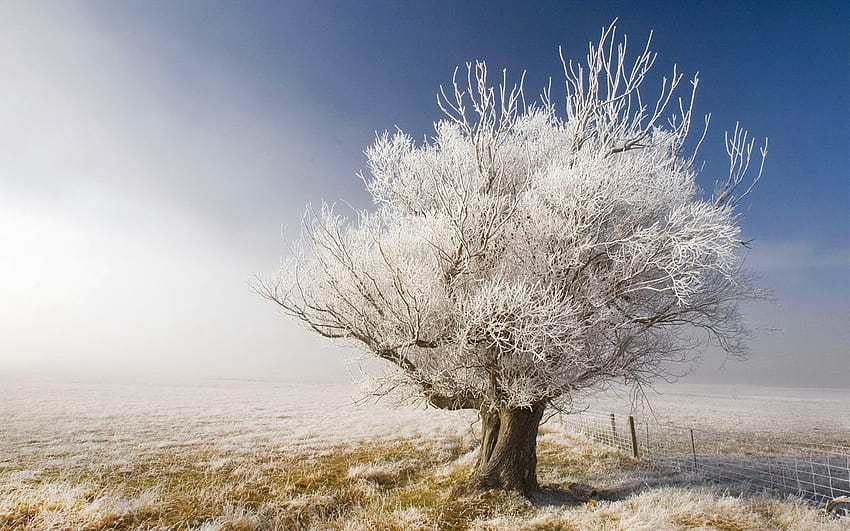 White Tree [1600x1000] for your , Mobile & Tablet, winter white tree HD