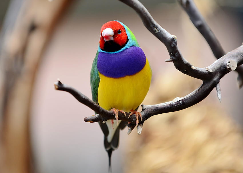 Closeup graphy of Gouldian finch perching on branch, finches HD wallpaper