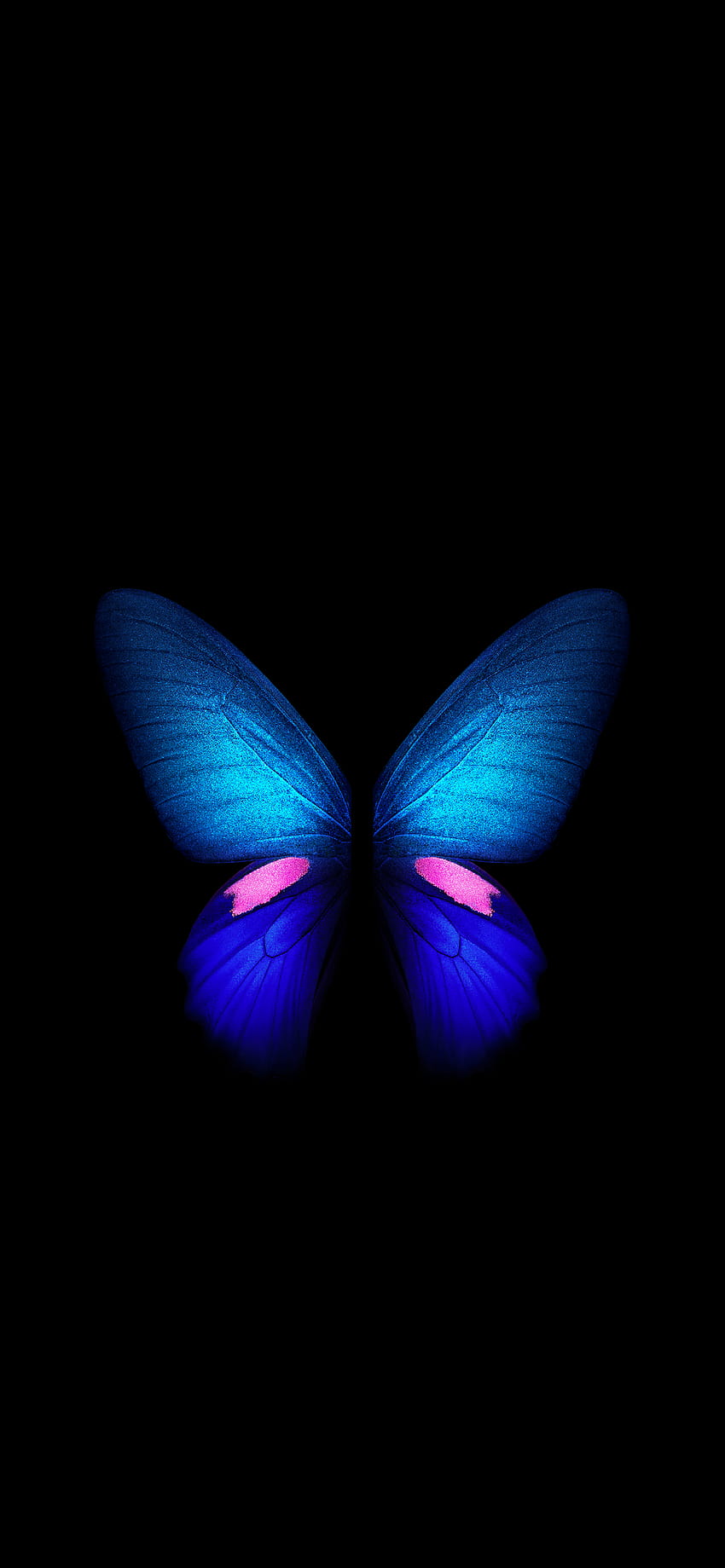 Live butterfly HD phone wallpaper | Pxfuel