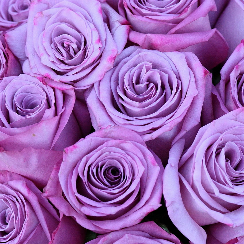 Purple Roses Flowers Bouquet iPad, purple flowers HD phone wallpaper ...