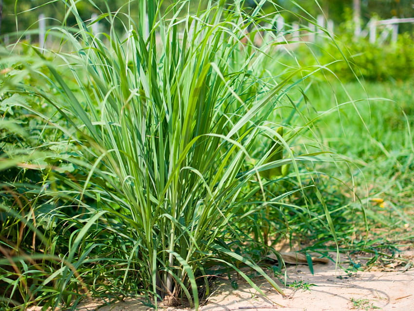 Information And Tips For Growing Lemongrass Plants HD wallpaper