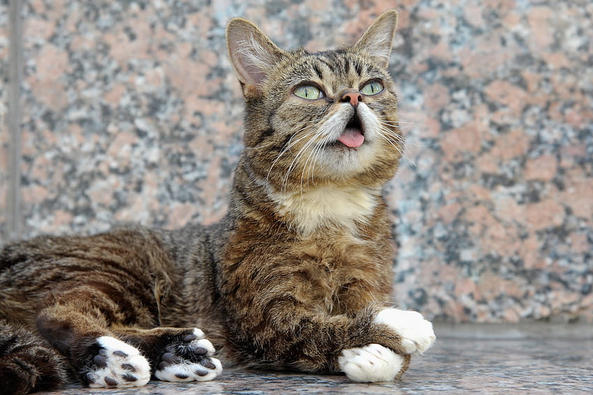 Lil Bub, kot o wyjątkowym wyglądzie, który stał się internetową sensacją, umiera w wieku 8 lat Tapeta HD