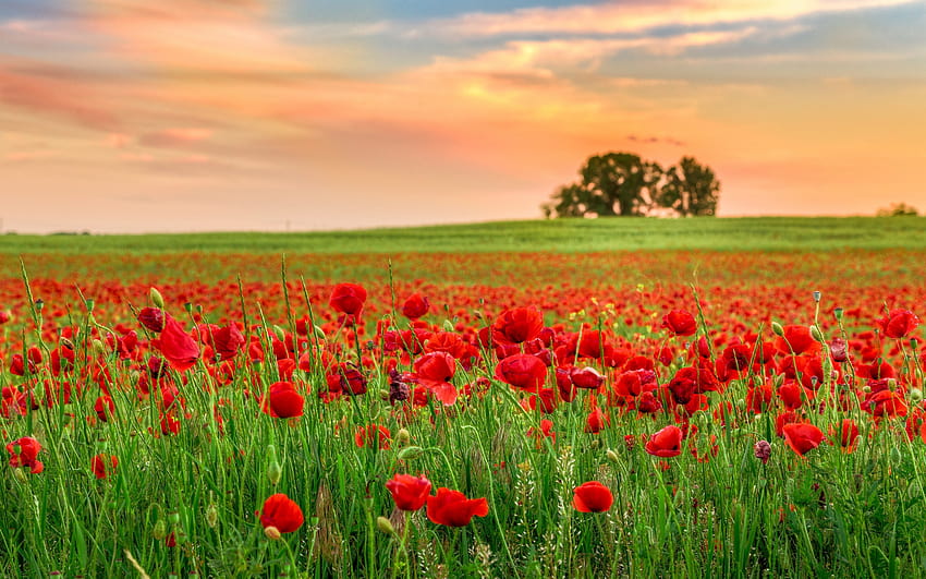 Group of Red Poppy, poppy fields at sunset HD wallpaper