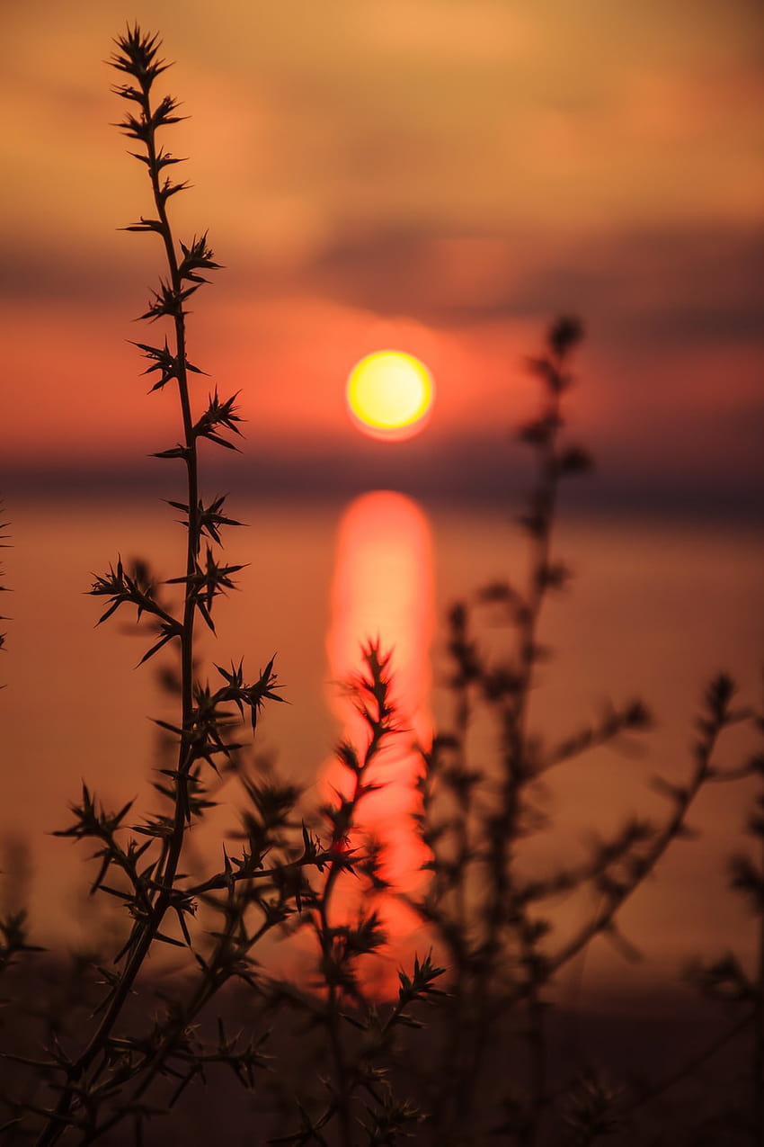 Blurred Sunset, dslr blur HD phone wallpaper