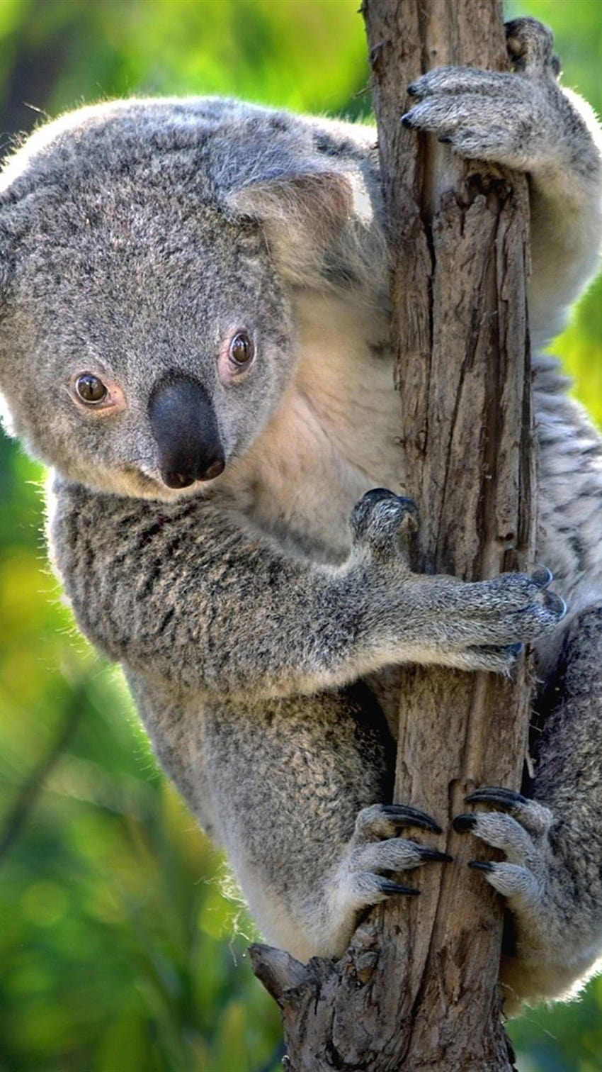 Australia, urocza koala, torbacze 750x1334 iPhone 8/7/6/6S, urocza koala iphone Tapeta na telefon HD